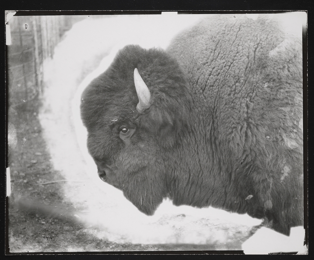 Antique Black and White Bison Film Photo, Bison 73 Branding Agency
